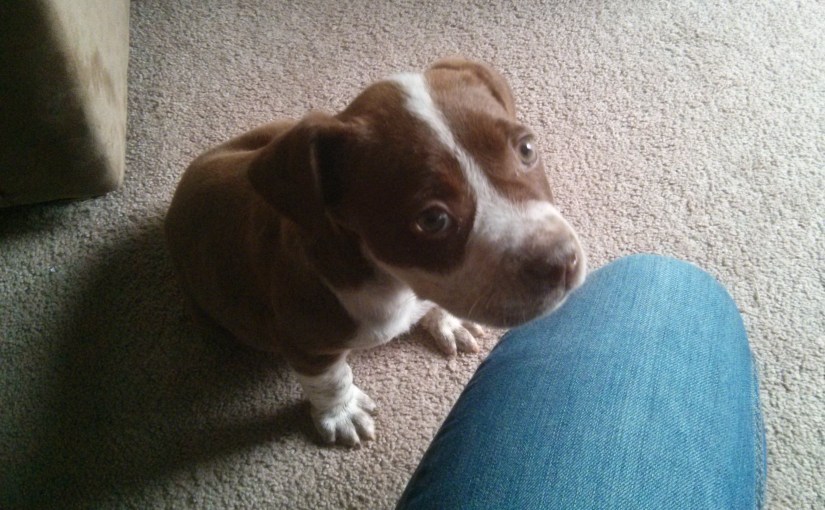 Because puppies are just too&nbsp;cute